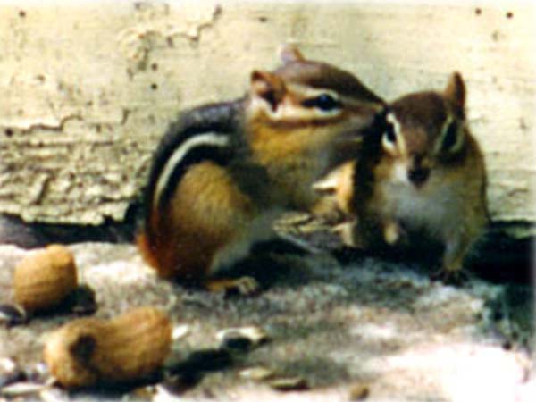 Friendly chipmunks