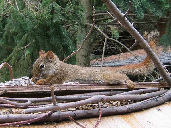 Squirrel at Cosy Cove